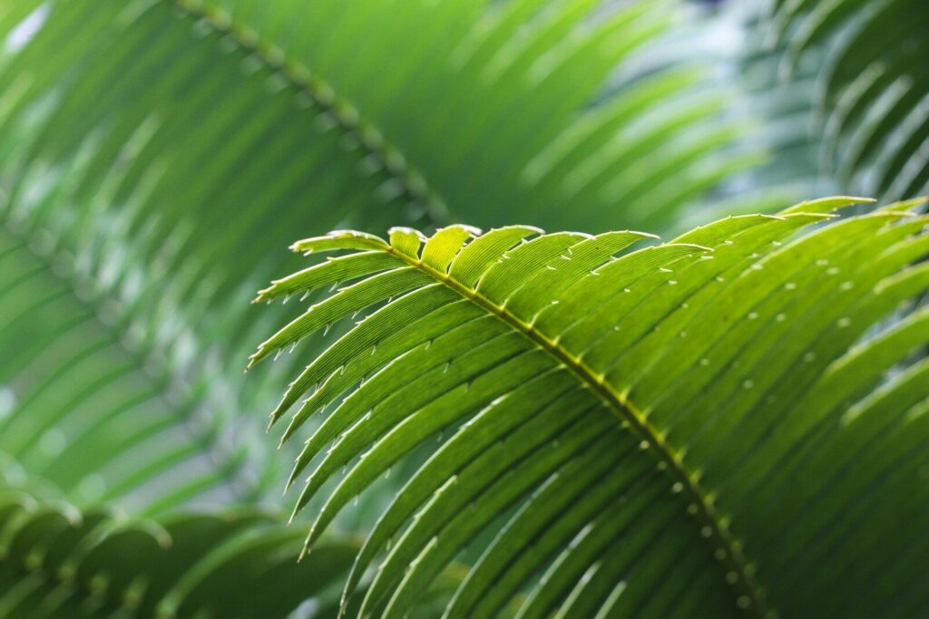 selective focus photography of green leafe